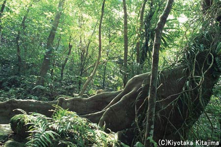 Forest　西表の森