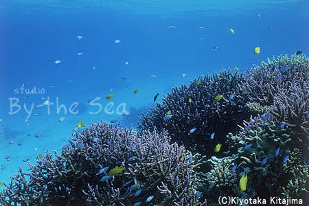 002水中写真：海の宝石