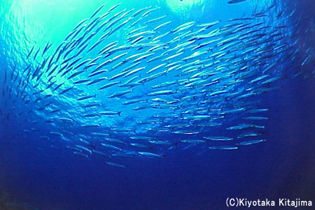 魚の群れ：カマスの群れ