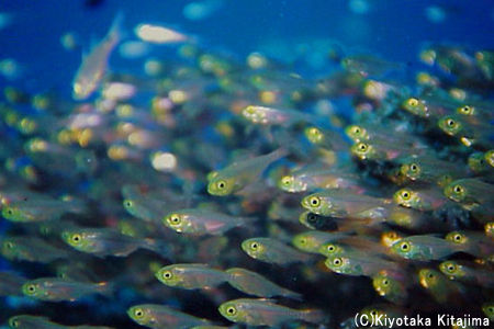 魚の群れ：キンメモドキの群