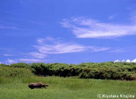 小浜島：Wild life