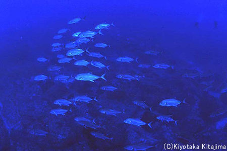 魚の群れ：Deep Blue