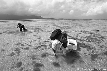 小浜島：浜下り