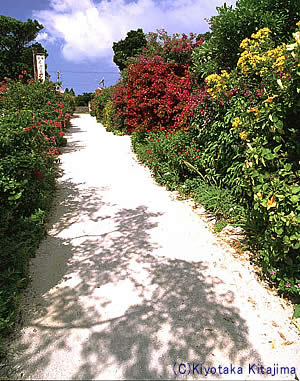 竹富島：Flower wall