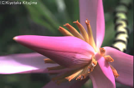 花：バナナの花