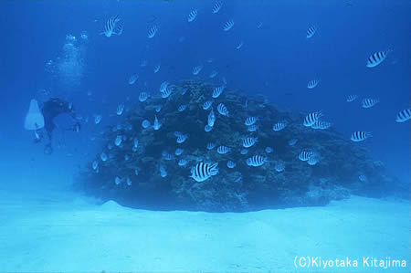 魚の群れ：オヤビッチャ