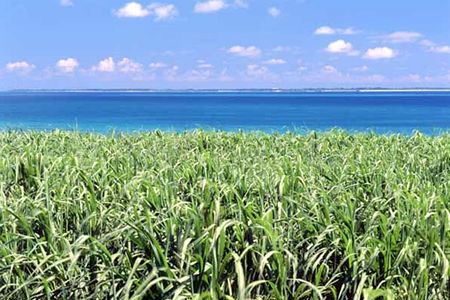 沖縄本島：さとうきび畑