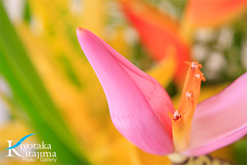 花：バナナの花