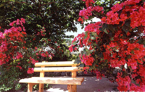 花：Flower bench