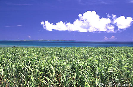 003小浜島：夏至南風