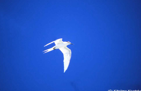 008鳥：in the sky