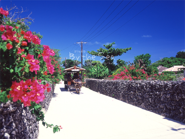 018竹富島：水牛車