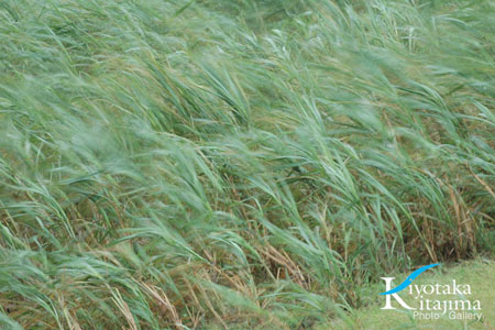石垣島：台風に揺れるサトウキビ畑