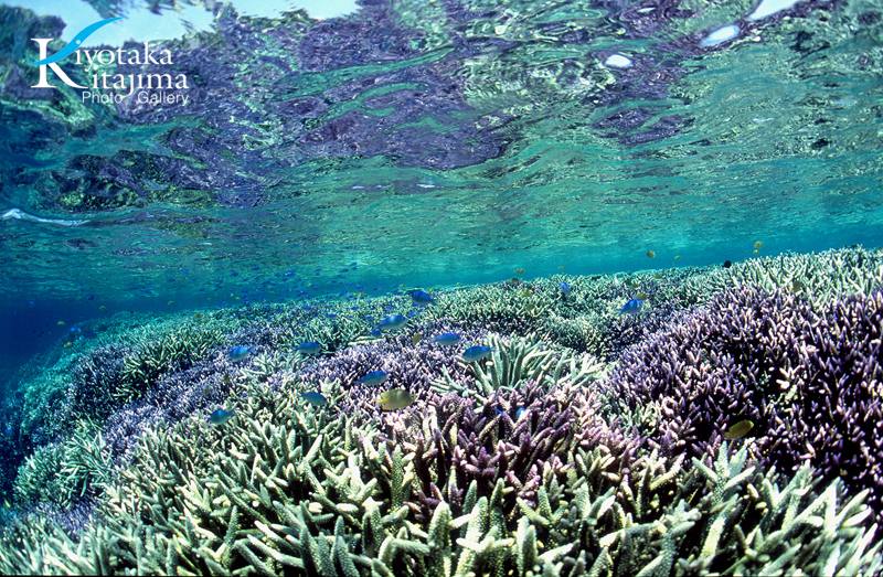 宮古島：aqualium