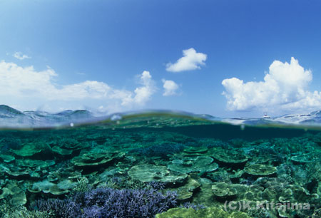 新城島：半水面