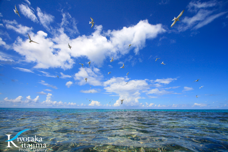 池間島：Bird　paradise