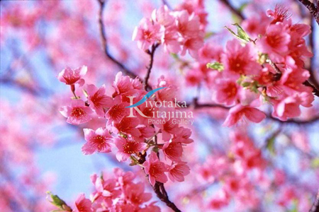 006花：桜